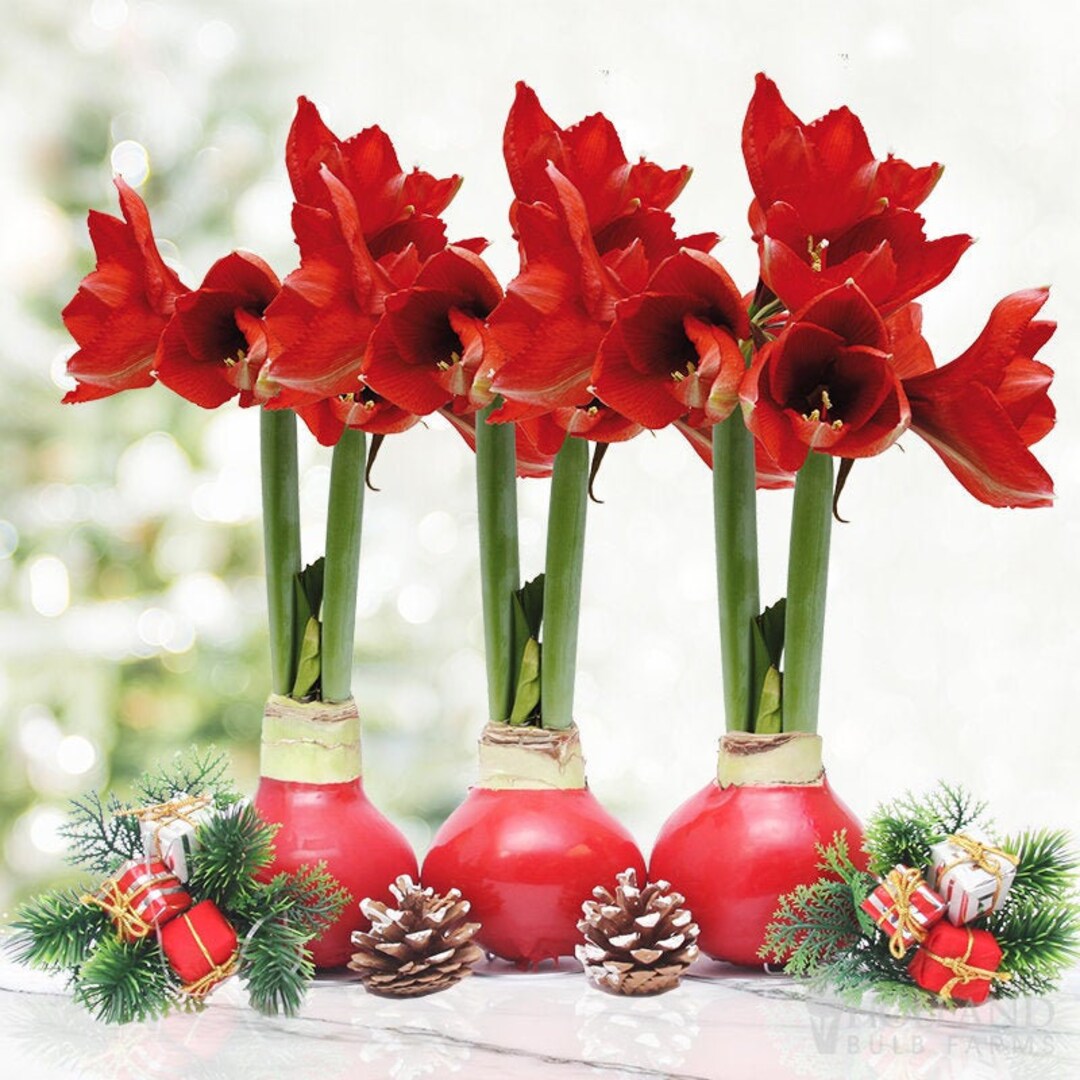 Amaryllis Samba | White Flower Farm