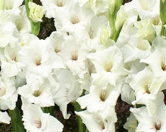 White Gladiolus Flower Bulb Value Bag - 30 Flower Bulbs Per Pack - Cut Flower Favorites Great For Arrangements & Vases - Easy To Grow