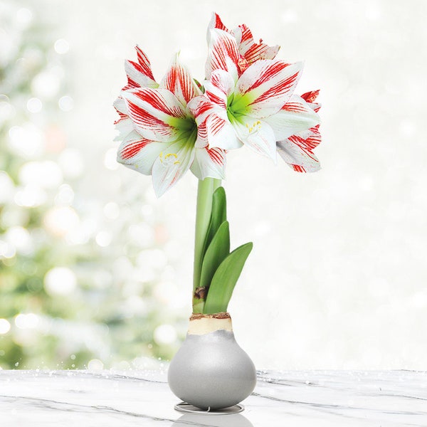 Frosted Sugar Cookie Amoice Waxed Amaryllis Flower Bulb with Stand, No Water Needed