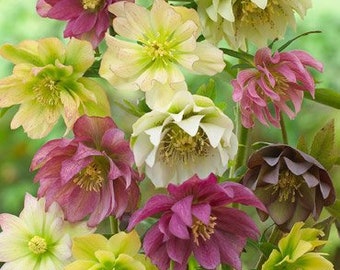 Double Queen Hellebores Flower Bulb - Lenten Rose White, Yellow to Burgundy Flowers - Easy To Grow Perennial - Deer Resistant