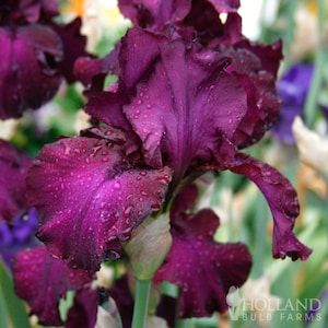 Berry Fulfilling Bearded Iris Flower Bulbs - Easy To Grow Bare Root Perennial - 100% Grow Guarantee