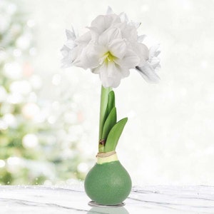 Star Light Intokazi Waxed Amaryllis Double Flower Bulb with Stand, No Water Needed