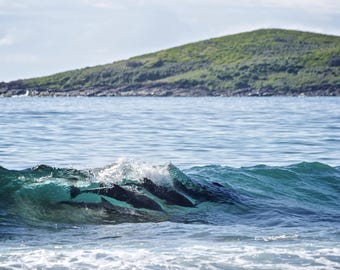 Dolphin Photography, Surf Photography, Wave Photography, Wave break Dolphin Waves, Surf Break Photo, Australia Beach Photos, Dolphin photos