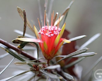 Lambertia Formosa, Australian Flower Photography, Fine Art Photography,Wild Flower Photography, Red Flower photo, Blue Mountains Photography