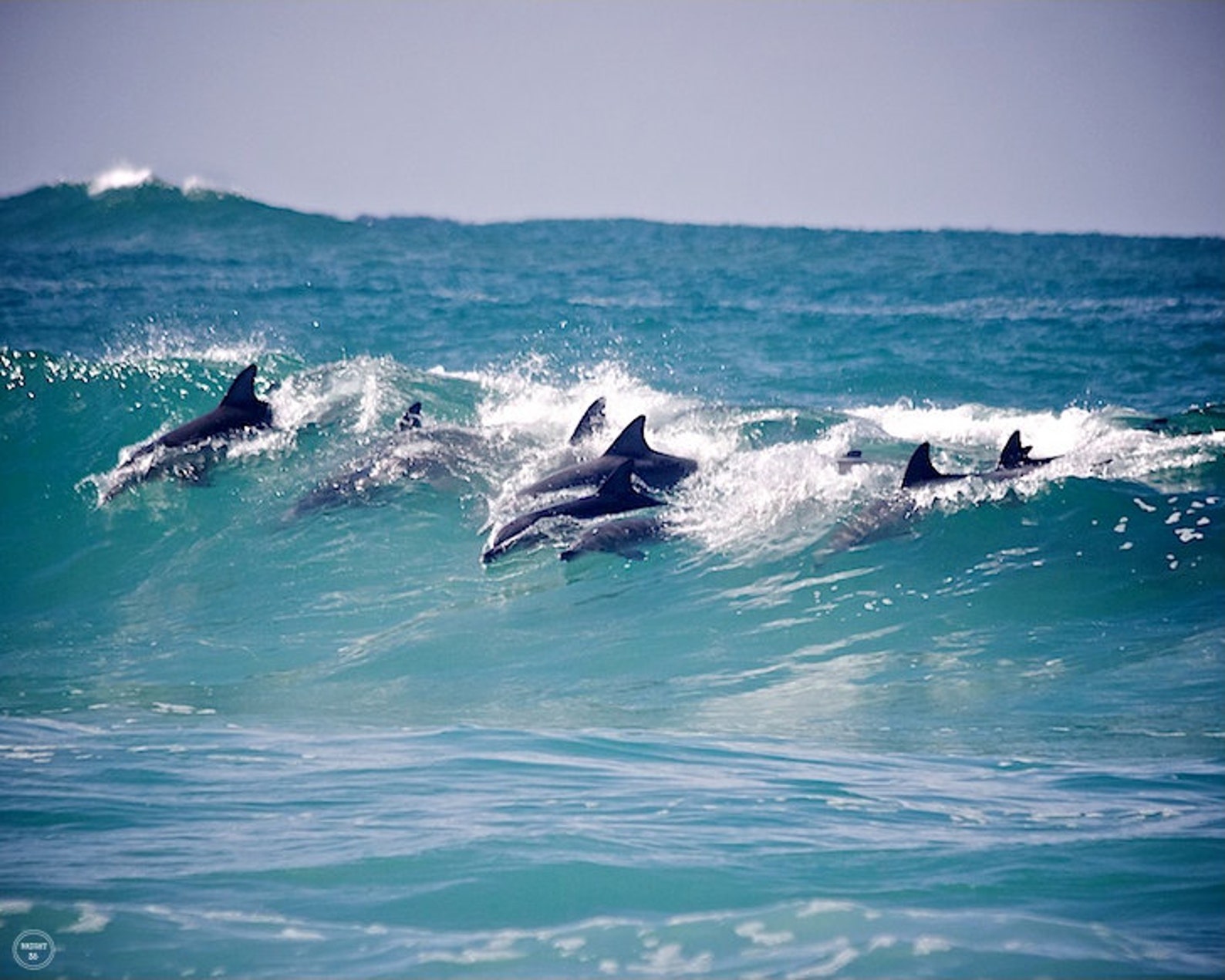 Dolphin Photography Surf Photography Wave Photography Wave | Etsy