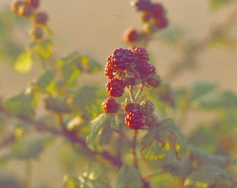 Blackberry Photography, Vintage Style Blackberry print, Fruit Photography, Still Life Photography, Food kitchen wall Art