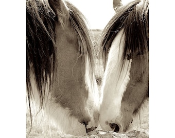 Horse wall art | Beautiful Clydesdale Horses | Scotland | Horse Photography | Scotland Photography | Horse Art Photography | Animal together