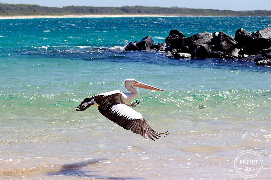 Pelican Photography, Pelican Prints, Fine Art Photography, Beach Wall