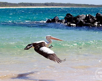 Pelican Photography, Pelican Prints, Fine Art photography, Beach wall art, Pelican Photos, Bird Photography, Pelican mid flight Photography