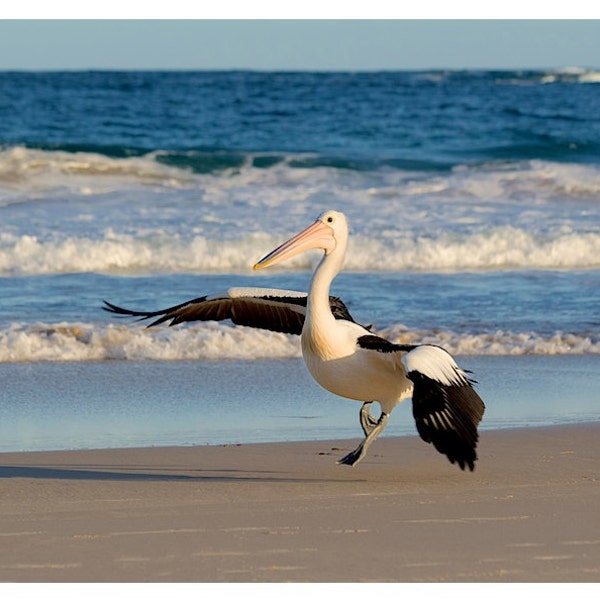 Pelican Photography | Pelican Print | Australia Beach Photos | Fine Art photography | Pelican Photos | Sea Photography | Bird Beach photos |