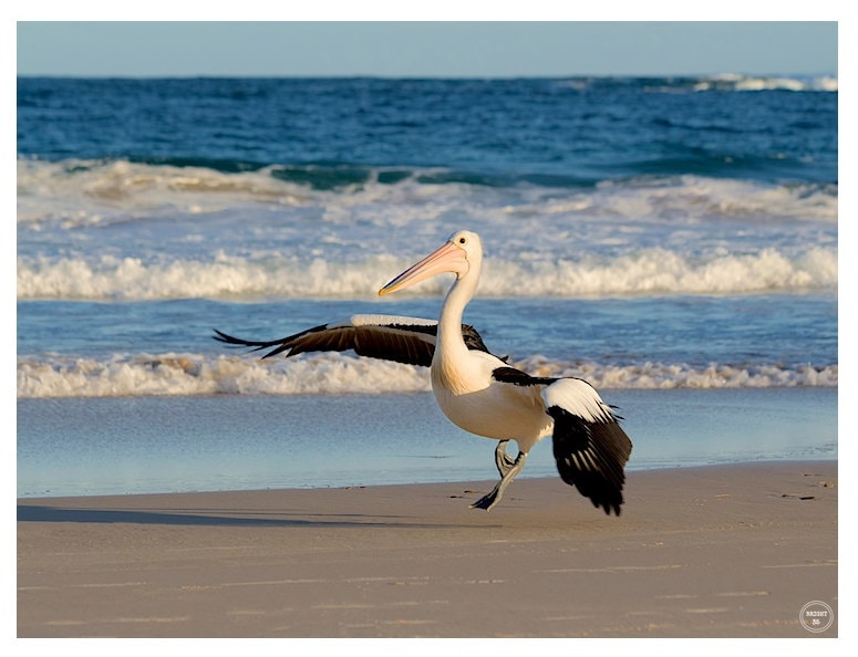 Pelican Photography | Pelican Print | Australia Beach Photos | Fine Art