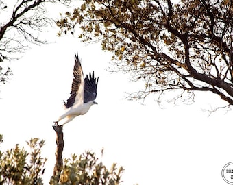 Eagle Photos: White Bellied Sea Eagle, Bird Photography Australia, Eagle Photo, Australia Bird Photography, Australian Wildlife downloadable