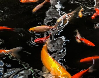 Koi Fish Art | Art Fish Photo Print | Orange Black Red Art | Abstract Fish Art | Koi Carp Fish Print | Home Wall Art | Office Art