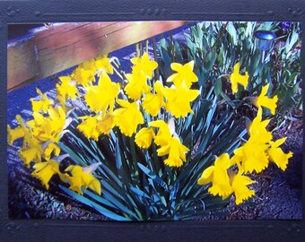 Yellow daffodils card, spring floral card, daffodil flowers blank greeting card, Easter card, thinking of you love note, thank you note