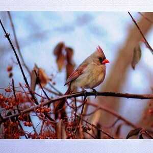 May include: A female cardinal perched on a branch with red berries. The bird has a red crest and a light brown body. The background is a blurred image of a blue sky and branches.