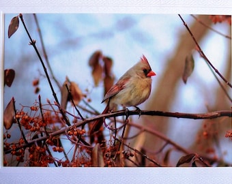 Northern cardinal blank greeting card, birthday card for nature lovers, bird photography photo notecard, anniversary card love note