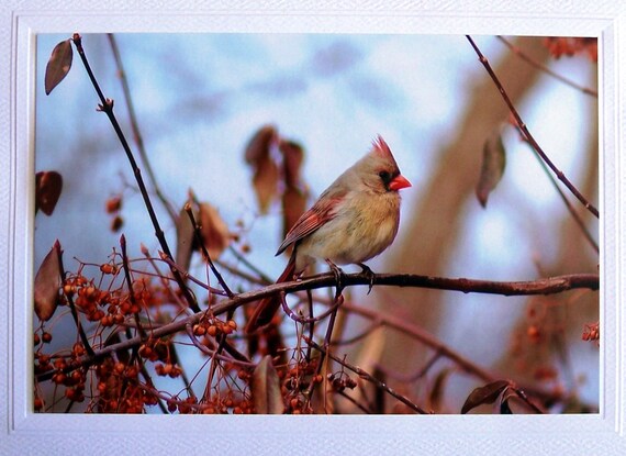 Northern cardinal blank greeting card, birthday card for nature lovers, bird photography photo notecard, anniversary card love note