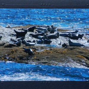 Seals nature card for animal lovers, Maine coast blank greeting card for any occasion, blue ocean photo note card, thinking of you