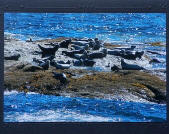 Seals nature card for animal lovers, Maine coast blank greeting card for any occasion, blue ocean photo note card, thinking of you