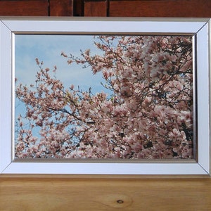 May include: A white picture frame with a silver border, displaying a photograph of a pink magnolia tree in full bloom against a blue sky.