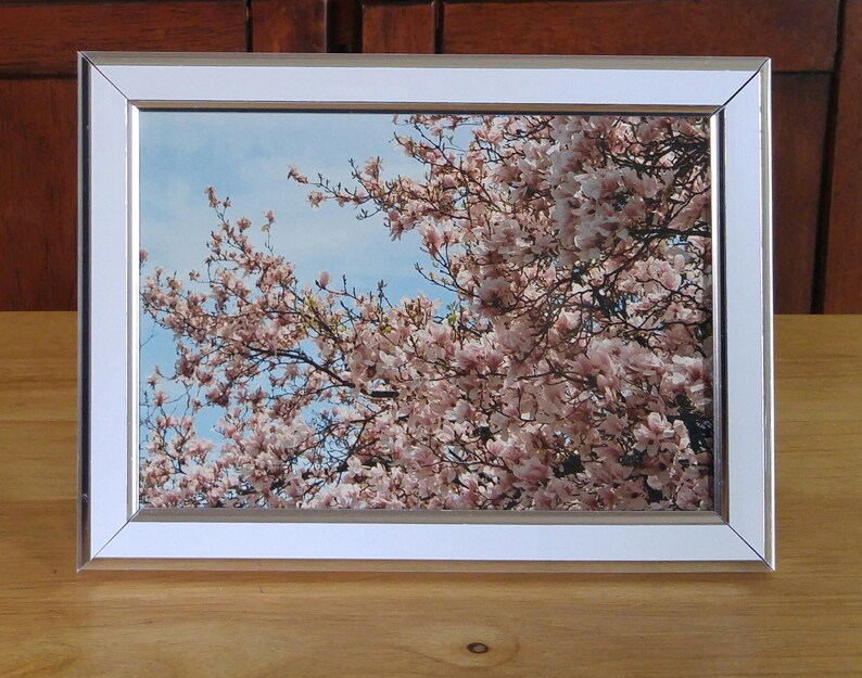 May include: A white picture frame with a silver border, displaying a photograph of a pink magnolia tree in full bloom against a blue sky.