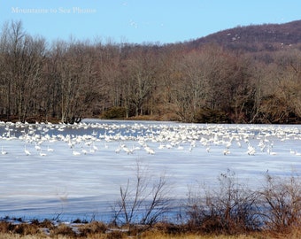 8x10 nature photo, tundra swans bird photography, bird migration rustic wall art,  bird print nature lover gift, lake photo birthday gift