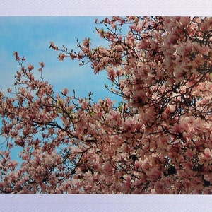May include: A close-up view of a tree branch with pink magnolia blossoms against a blue sky. The flowers are in full bloom and create a beautiful display of spring colors.