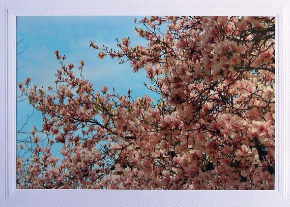 Spring greeting card, birthday card for nature lovers, magnolia tree photography, pink flowers love note, floral photo girlfriend card