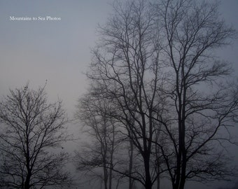 Fog photography, 5x7 nature print, trees in fog forest print, gray art print, tabletop decor, woodland photo, country home decor