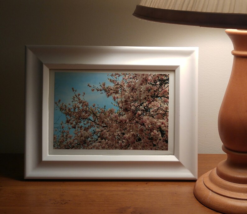 May include: A white picture frame with a photograph of a pink flowering tree against a blue sky.