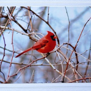May include: A bright red cardinal perched on a bare branch against a blue sky background.