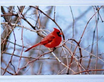 Red bird blank notecard, northern cardinal bird card, anniversary card for bird lover, nature lover card, thinking of you winter card