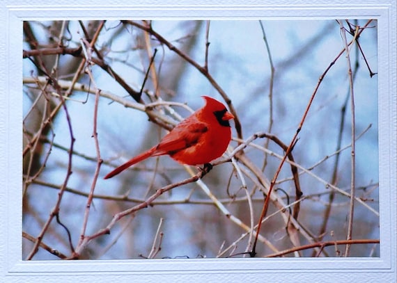 Red bird blank notecard, northern cardinal bird card, anniversary card for bird lover, nature lover card, thinking of you winter card