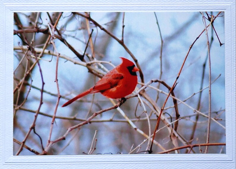 May include: A bright red cardinal perched on a bare branch against a blue sky background.
