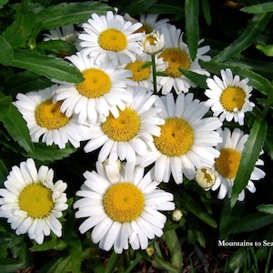 Daisy photo 5x7 floral print, floral photo farmhouse decor, daisies print, bedside table decor, white flowers rustic wall art, summer decor