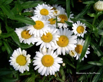 Daisy photo 5x7 floral print, floral photo farmhouse decor, daisies print bedside table decor, white flowers rustic wall art, summer decor