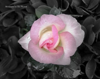 5x7 floral print, pastel pink rose, romantic gift, bedroom wall art, cottage chic modern rustic decor, pink and gray pale photography