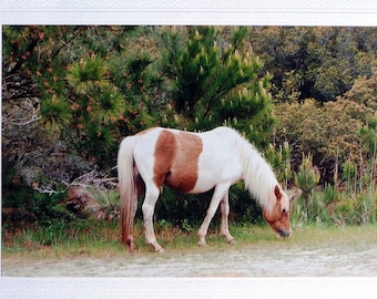 Chincoteague wild pony photo note card, horse lover girls card, animal lover birthday card, any occasion teens card