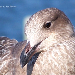 Bird photography, 5x7 nature photo, sea gull bird lover gift, New Jersey shore summer coastal decor, mid Atlantic coast beach house decor