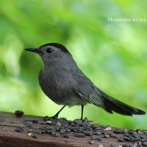 May include: A gray catbird perched on a wooden surface with a scattering of black seeds. The bird has a dark gray head and a long, slender tail. The background is a blurred green.