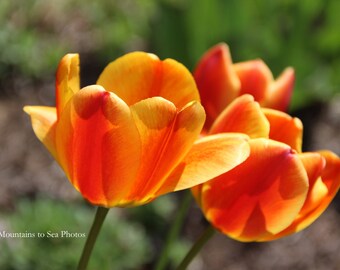 Orange tulips 5x7 print, tulips print country home decor, floral photography mom's gift, orange flowers bedside table decor