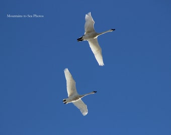 White swan photo 5x7 bird print, tundra swans birthday gift, swan photo print for bird lover, avian wall art rustic home decor