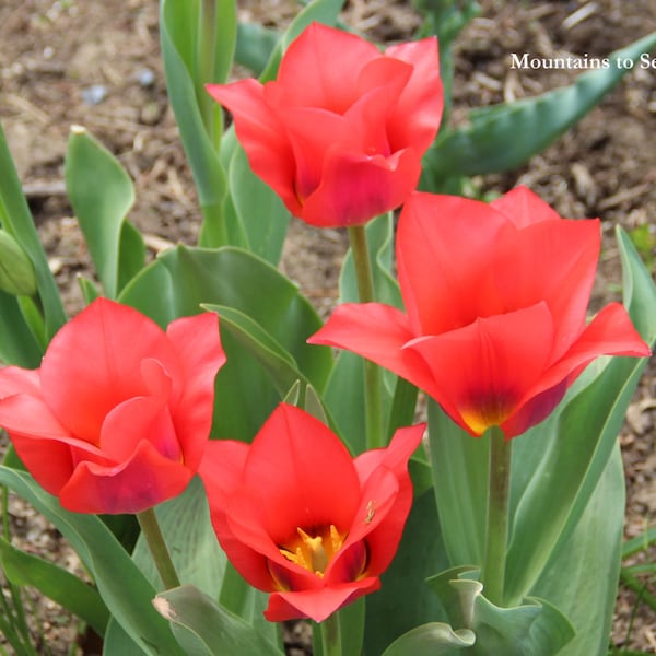 Red tulips 5x7 nature photo, floral print spring decor, flower photography, gift for mom, red flowers tabletop decor, flower lover gift
