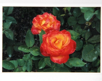 Orange roses anniversary card, card for girlfriend, any occasion love note, thinking of you romantic card, red roses birthday card