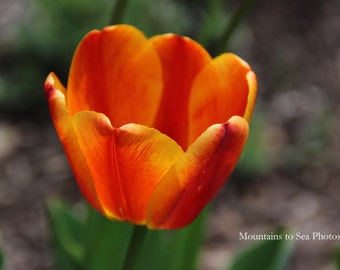 Orange tulip floral print, 5x7 nature photo desk decor, flower photography fine art print, ready to ship country home decor, rustic wall art