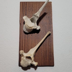 Muurkunst botten