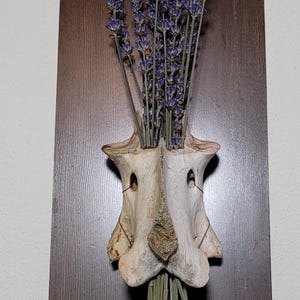 vertabrae dried flower wall hanger