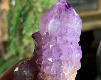 Deep Colored Amethyst Spirit Cactus Quartz Crystal Cluster From South Africa