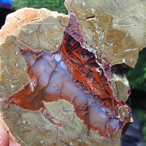 May include: A cross-section of a petrified wood specimen. The outer layer is a light brown with cracks, surrounding a vibrant interior of red, orange, blue, and white hues. The center features a star-like pattern.