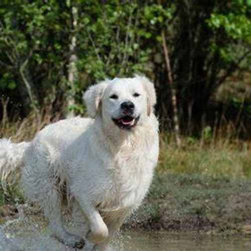 SII Seiko Instruments DF-200 Phone Card Electronic Phone Directory